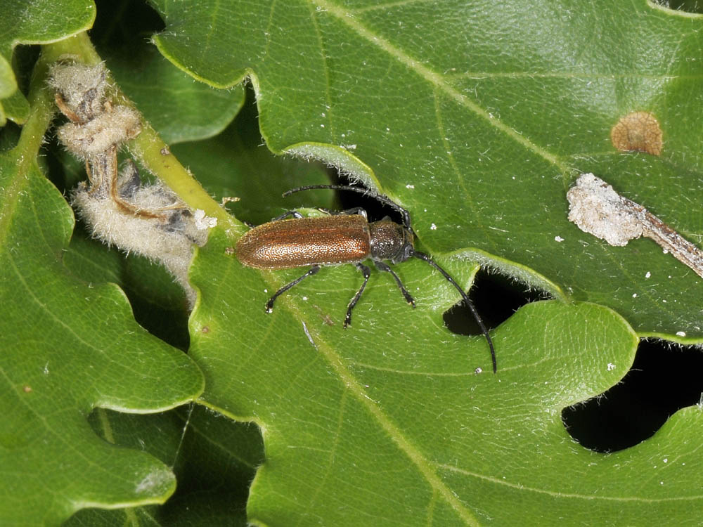 Anaesthetis testacea (Cerambycidae)